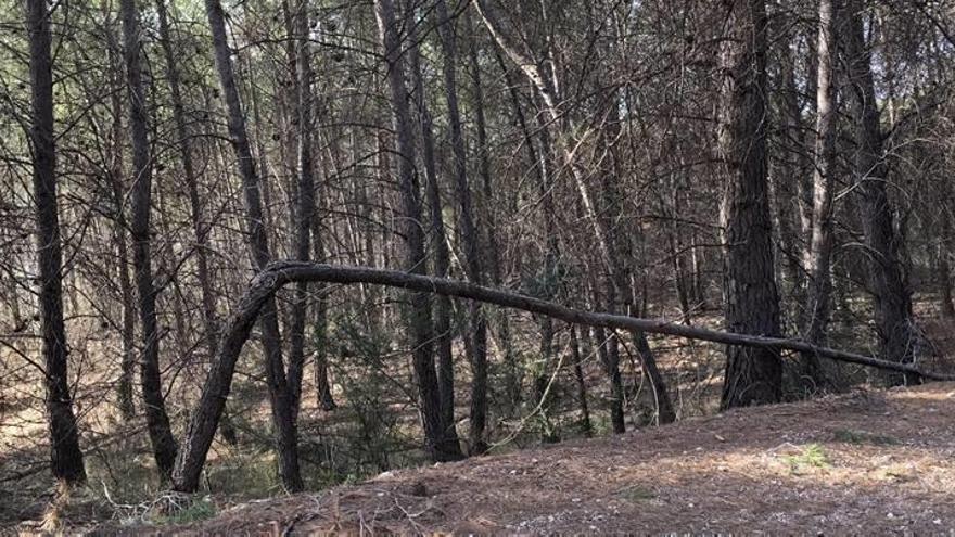 Uno de los montes privados que está abandonado en la Comarca del Río Mula.