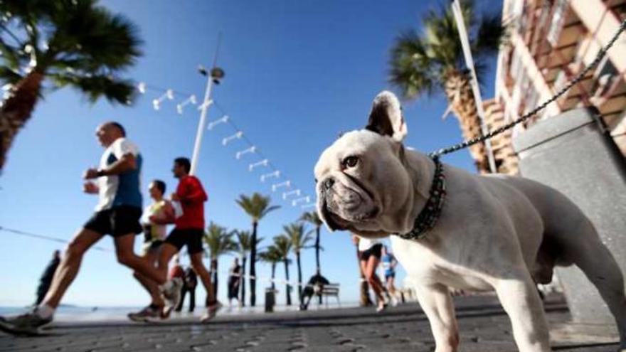 Un perro paseando con su dueño por el Paseo de Levante.