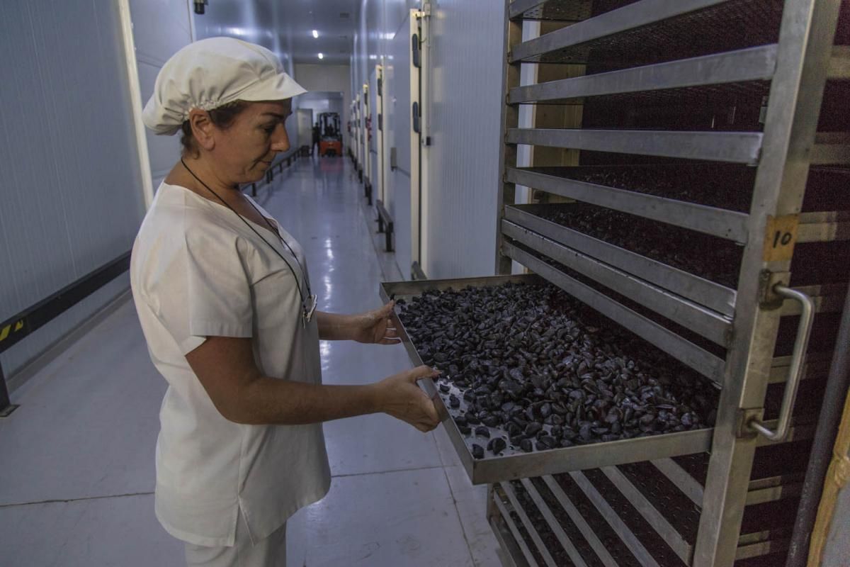 Fotogalería / De la tierra a la mesa; el ajo cordobés