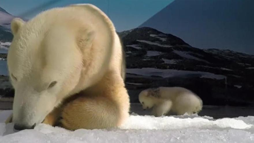 Un oso polar de tres meses de edad roba el corazón de los australianos