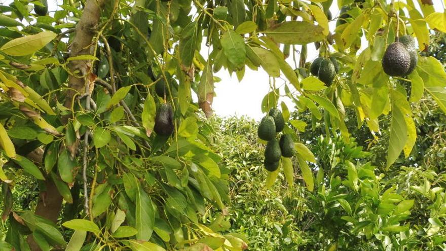 Una plantación de aguacates