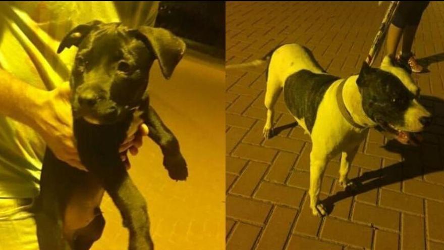 Estos son los perros que realmente fueron encontrados.