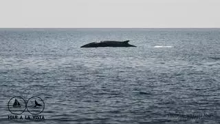 Albirada una balena de 18 metres a la costa de Barcelona: arrenca la temporada