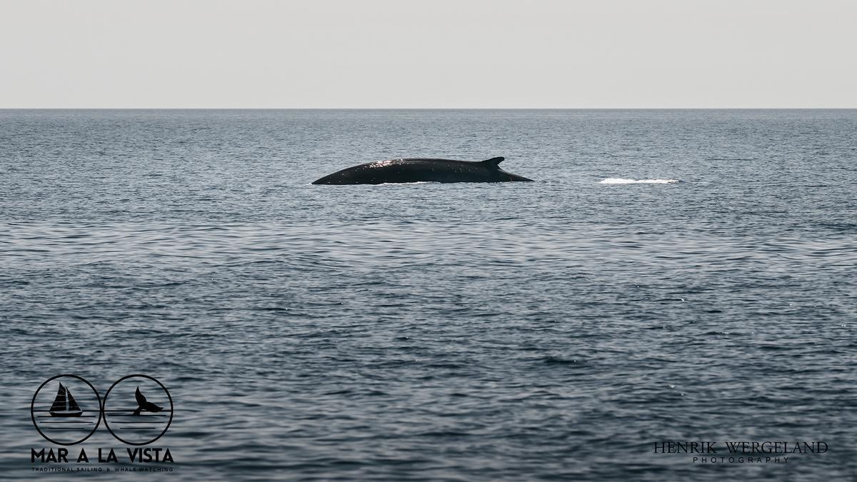 Albirada una balena de 18 metres a la costa de Barcelona