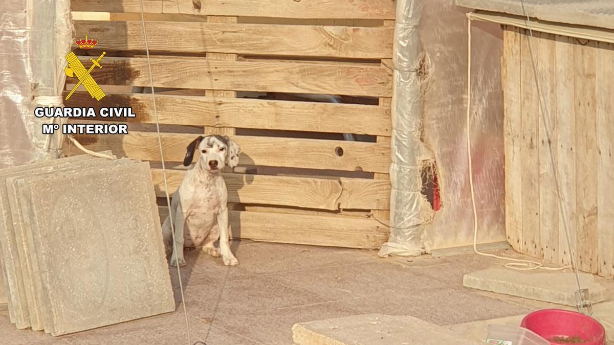 Uno de los perros encontrados en situación de abandono
