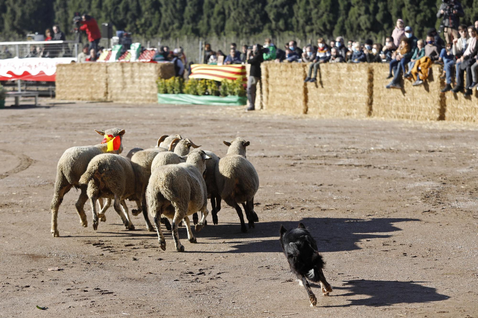 Fira de Sant Andreu de Torroella de Montgrí