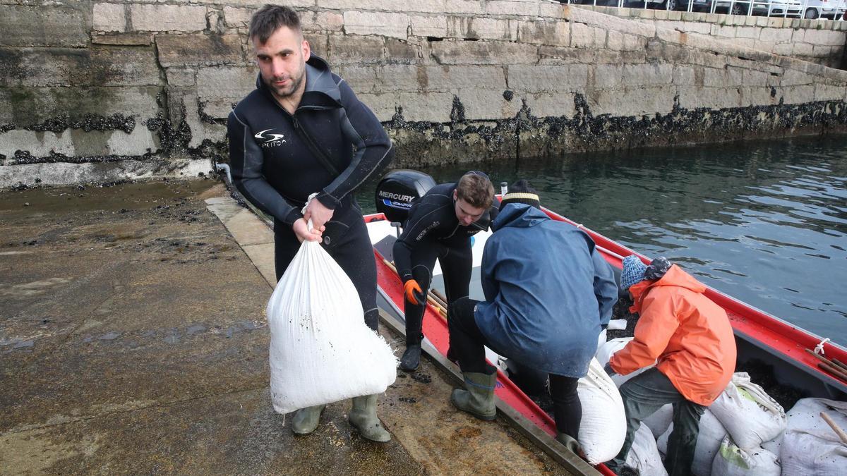 Descarga de mejilla en el puerto de Cangas, durante una campaña anterior.