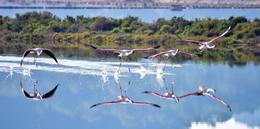 Flamencos en Ibiza