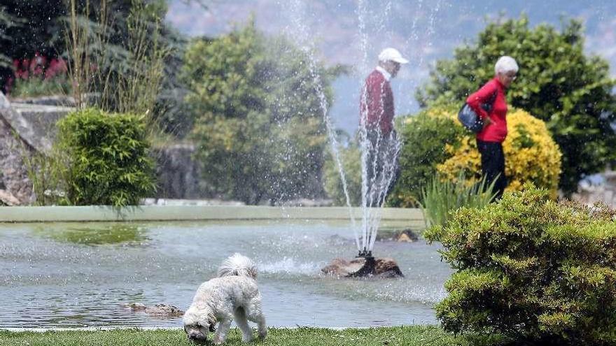 Un perro en el Monte de O Castro, en Vigo. // Marta G. Brea