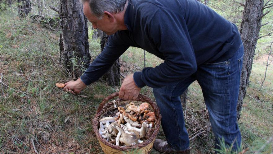 La temporada de bolets arrenca fluixa en espera de més pluges, fred i humitat