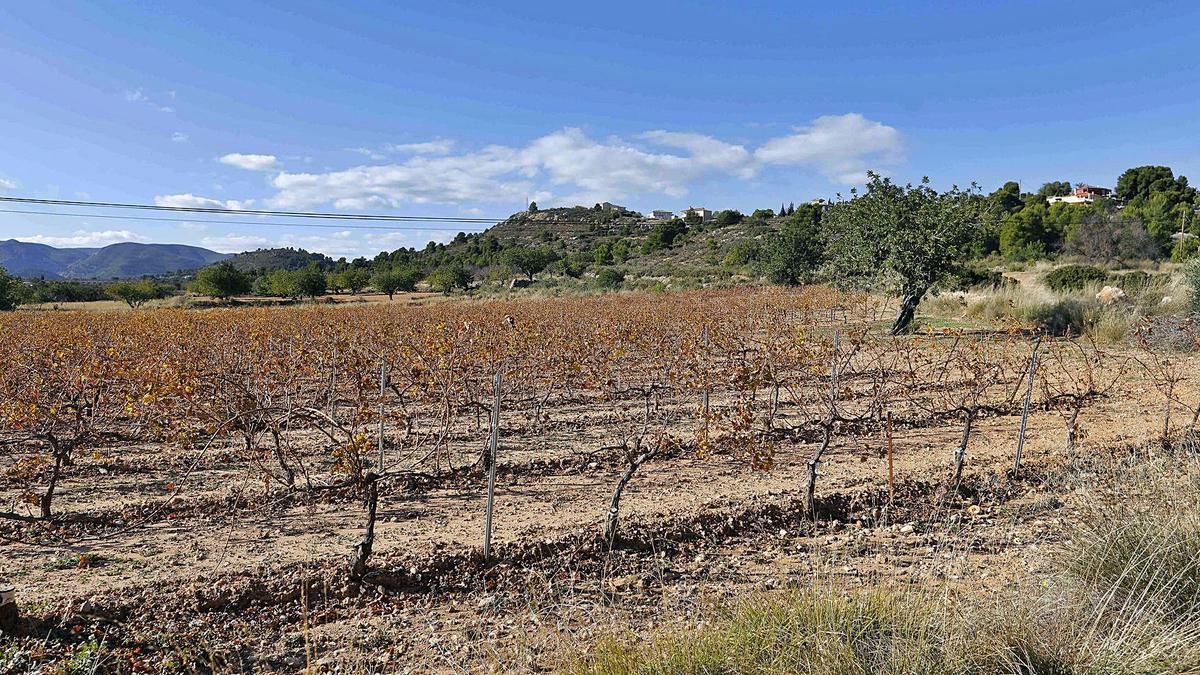 El entorno de la Sierra de Chiva, el paraje de Brihuela, donde se instalará la planta fotovoltaica. | MIGUEL ÁNGEL MONTESINOS