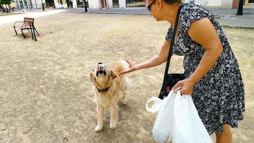 La perra le entrega los residuos a su dueña.