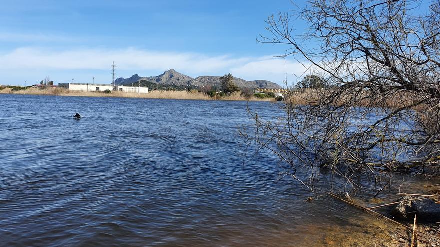 Acuerdo institucional para restaurar los humedales de la Bahía de Alcúdia