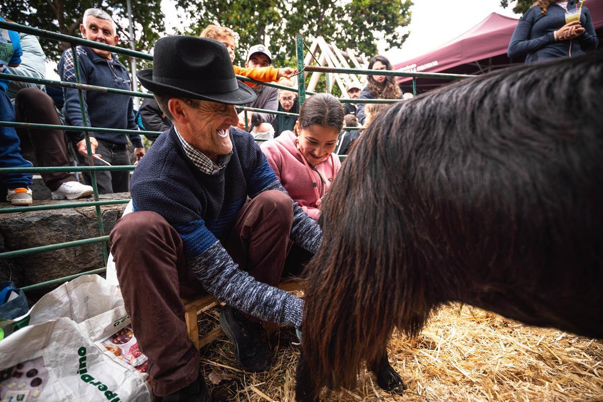 Feria del queso en Pinolere, Tenerife