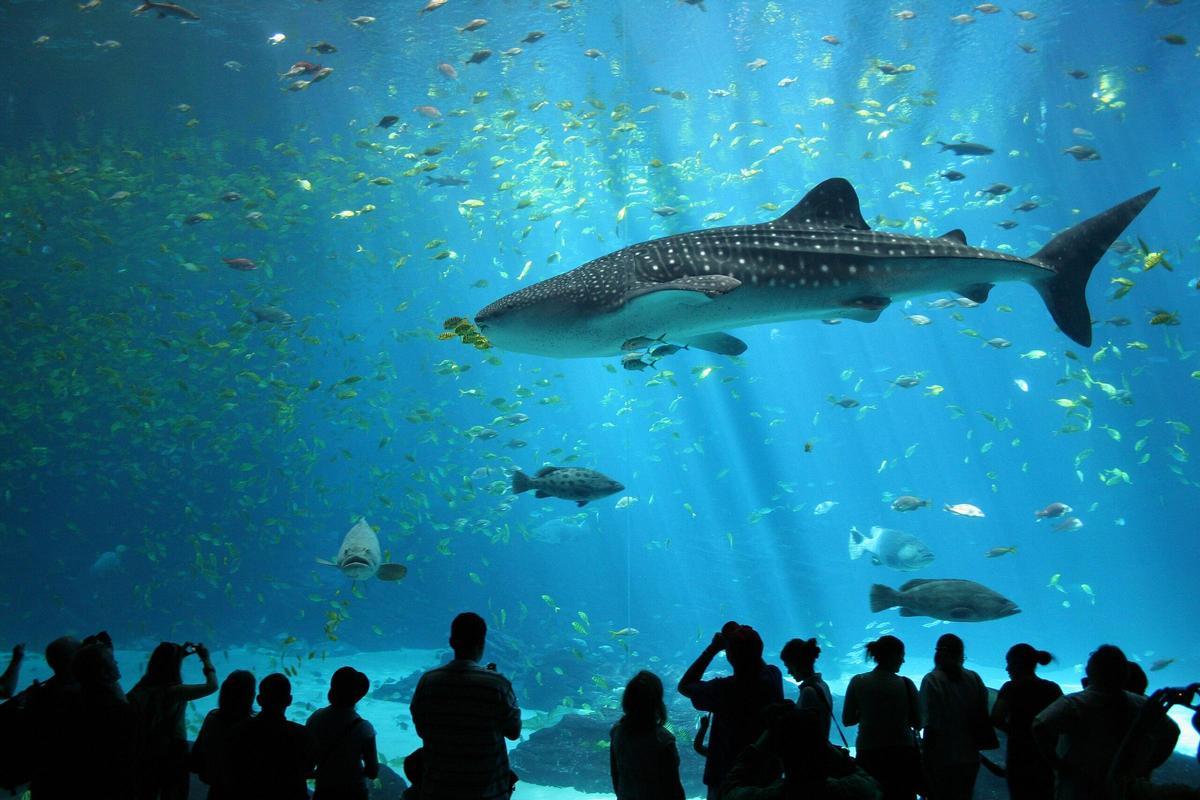 Tiburón ballena en el acuario de Georgia, Estados Unidos.