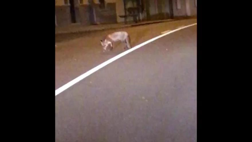 Avistan a un zorro paseando por Zamora capital