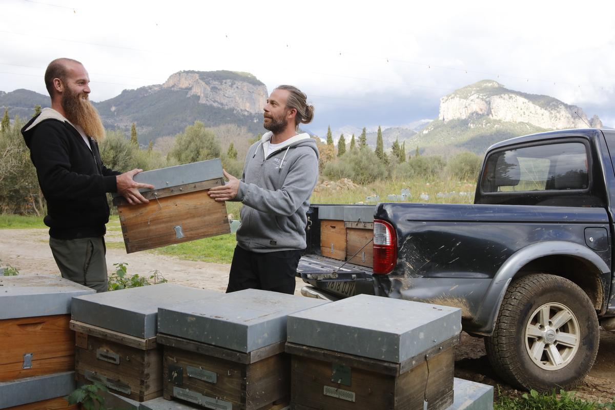 Die Bienenstöcke werden auf den Pickup geladen.