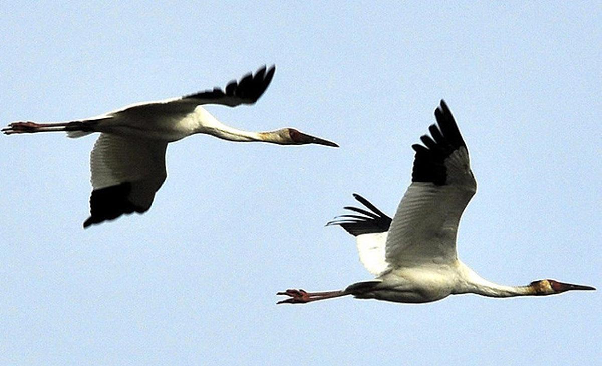 Dues grues siberianes sobrevolen la localitat fronterera sud-coreana de Paiu procedents de Sibèria per passar l’hivern al país asiàtic.