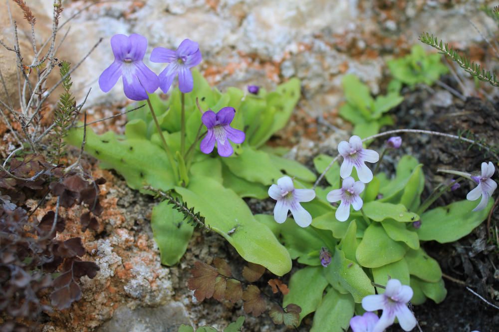 La UA descubre una planta carnívora inédita en la Comunidad