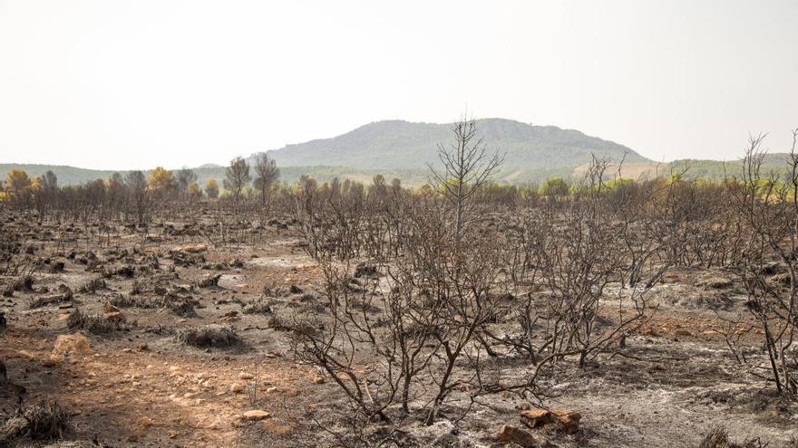 Una zona calcinada en Moratalla.