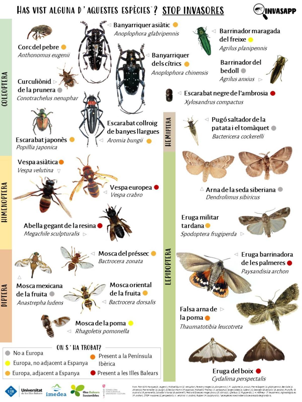 Insectos invasores que han sido observados en Mallorca o que podrían llegar.