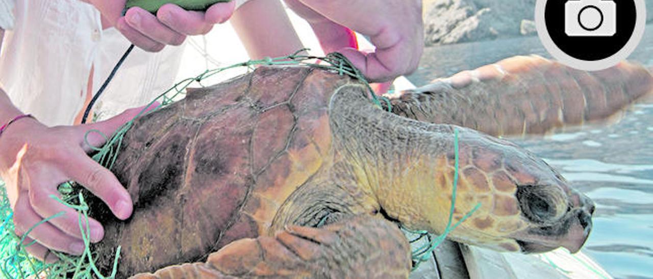 Rescatan a una tortuga enredada en un arte a la deriva en Punta Beca