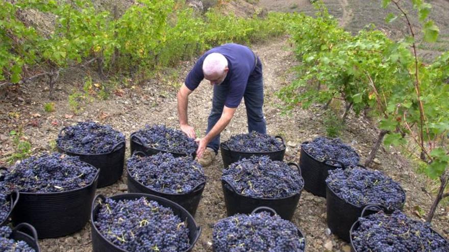 Cariñena espera aumentar un 18% las ventas en EEUU con el vino de garnacha