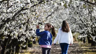 El cerezo en flor renace