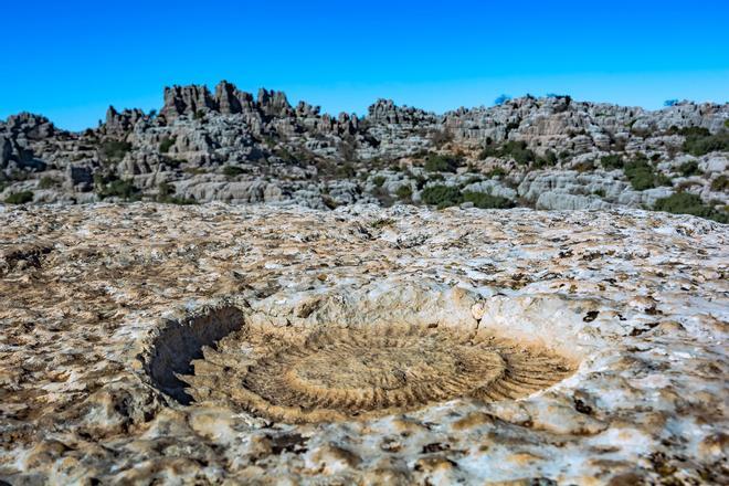 Ruta de Ammonites