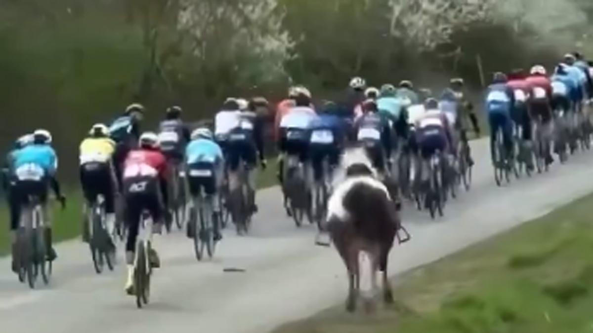 Lars Daniels detiene a un caballo a la fuga en plena carrera ciclista