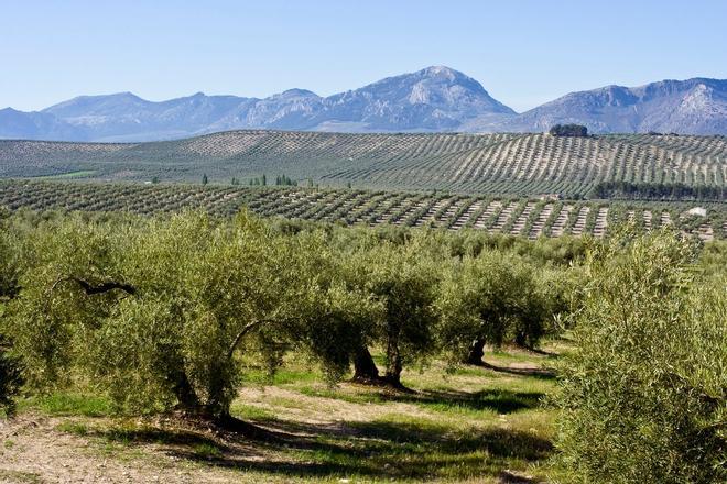 Jaén, mar de olivos milenarios