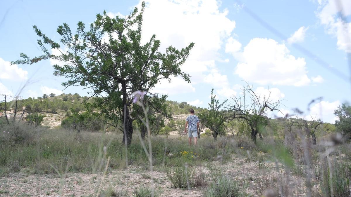 El abandono de las fincas de almendros por la falta de agua aumenta de forma preocupante en la provincia de Alicante.