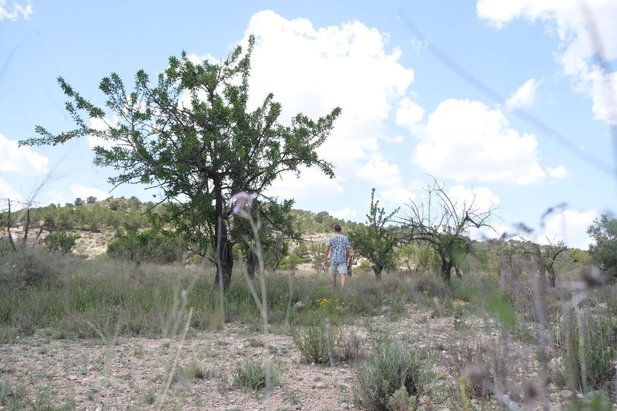 El abandono de las fincas de almendros por la falta de agua aumenta de forma preocupante en la provincia de Alicante.