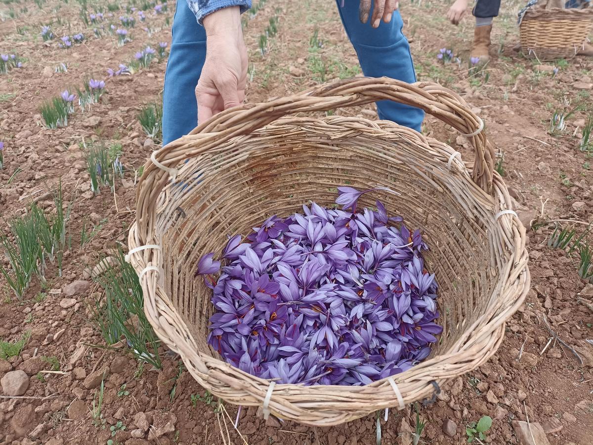 Un jornalero muestra las flores del azafrán recolectadas ayer en Villafranca. 