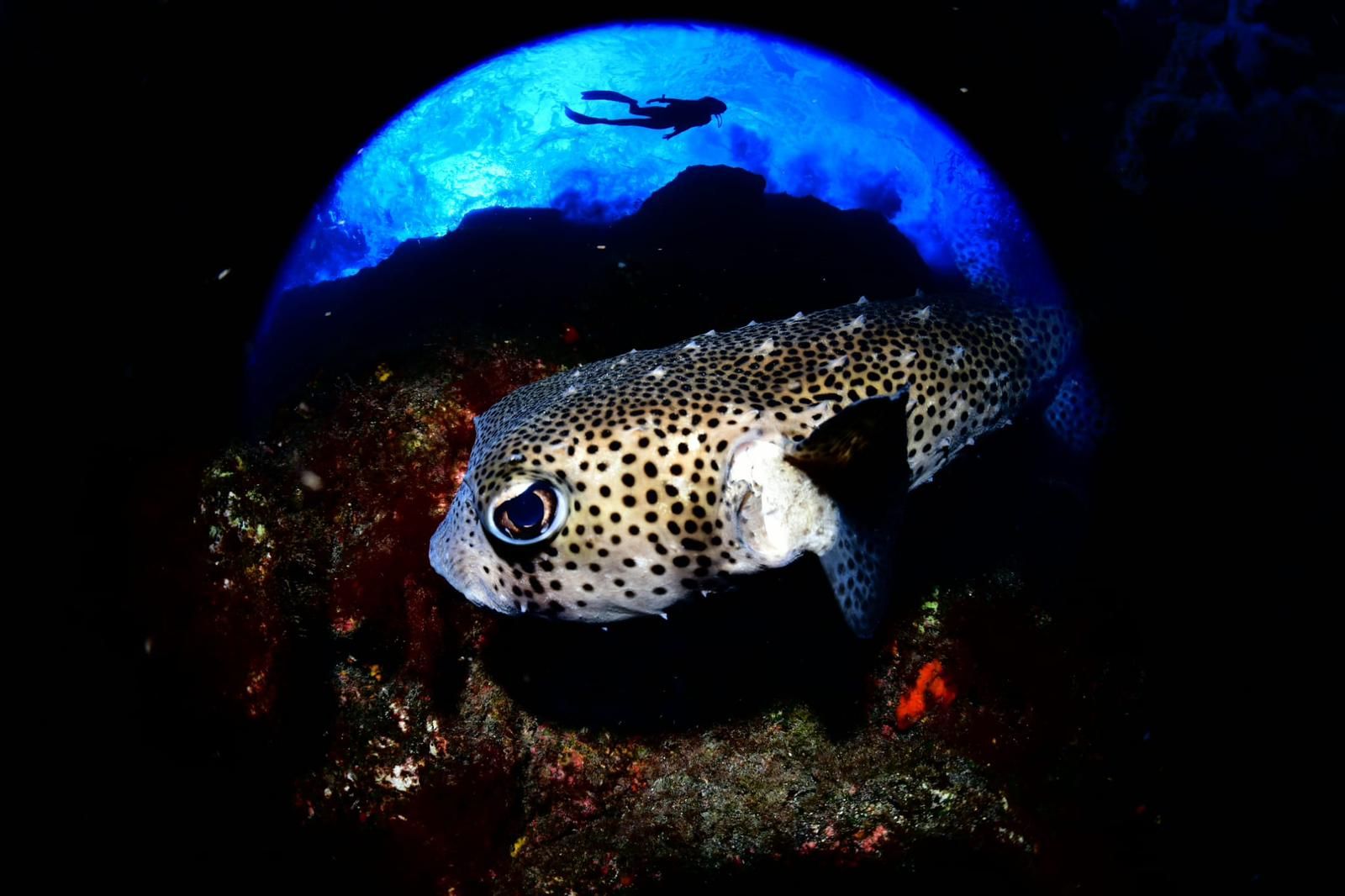 Imágenes del Campeonato de Foto Submarina de El Hierro