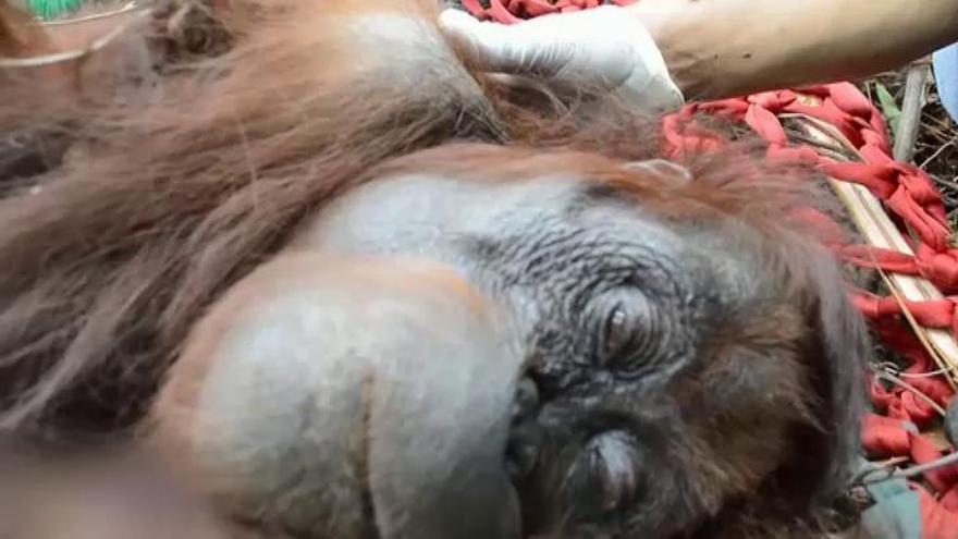 Rescatan a una mamá orangután y a su cría que estaban atrapadas por la deforestación