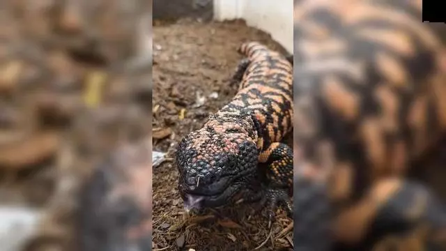 Jaime de Urioste explica las características del Monstruo de Gila