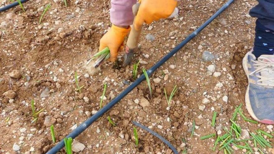 Jornadas técnicas impulsan la cebolla de Gáldar
