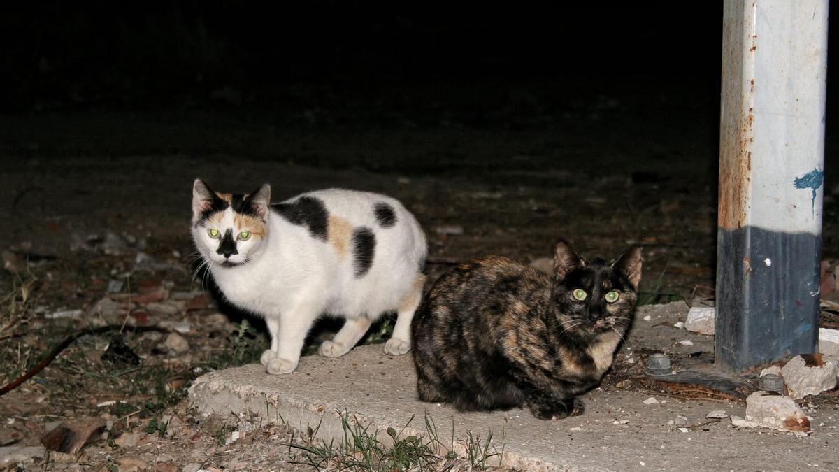 Dos gatos callejeros de una de las muchas colonias de Badajoz.