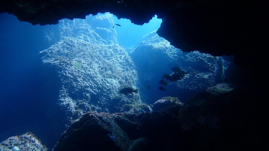 Cabo Tiñoso, siete años de una reserva marina modélica en la Región