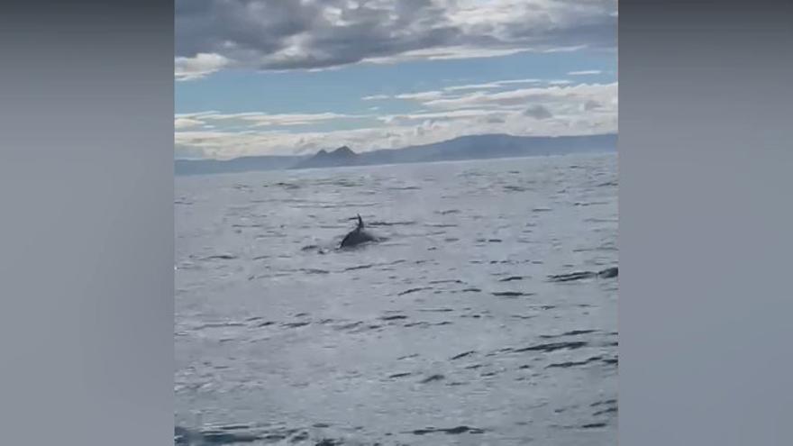 La orca, avistada en aguas de Ons.