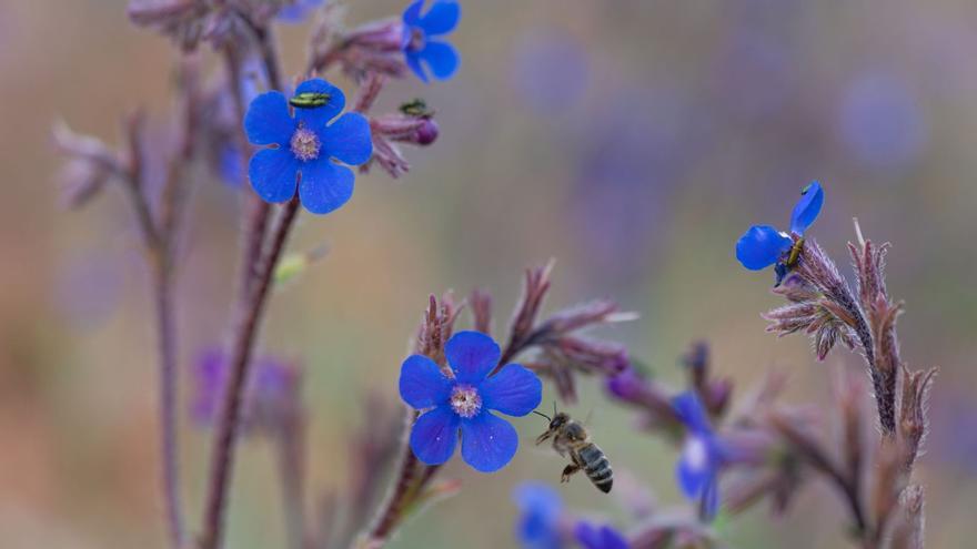 Flores azules y daltonismo