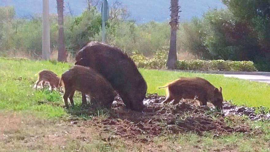 El Consell atajará la plaga del jabalí con un protocolo coordinado