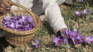 El superalimento digestivo y antioxidante ideal para condimentar tus comidas