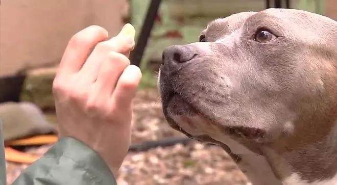 Galicia dará ayudas para la adopción de mascotas de centros de acogida