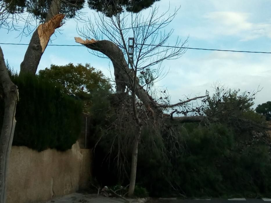 Árbol caído en la Canyada (Paterna).