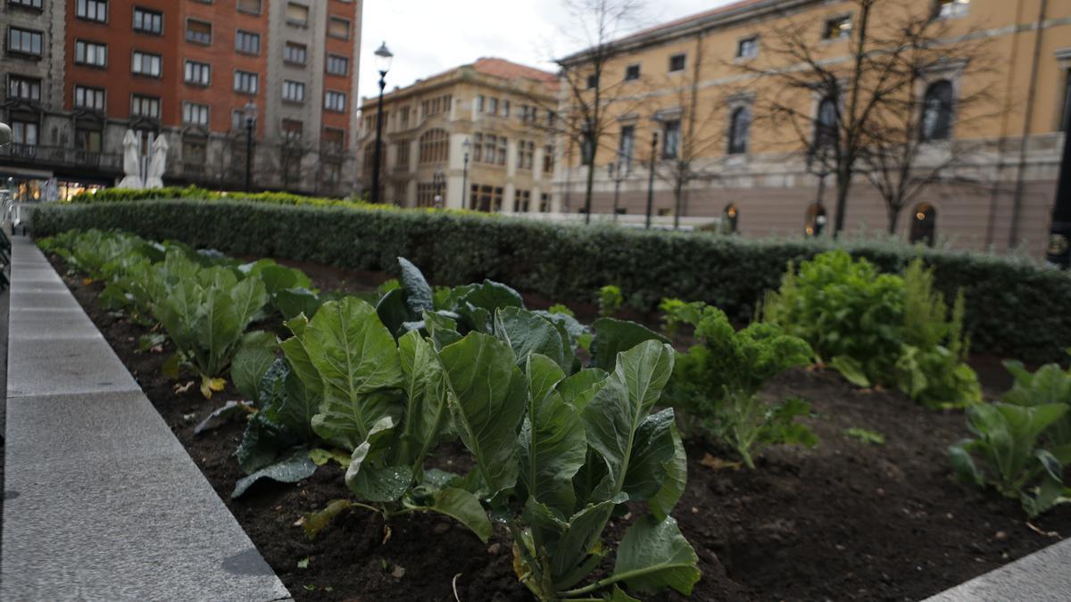 Huerto urbano en la plaza del parchís