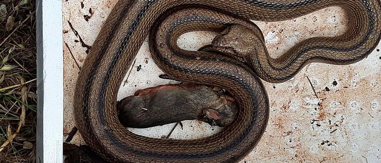 Una serpiente voraz cazada en Buscastell