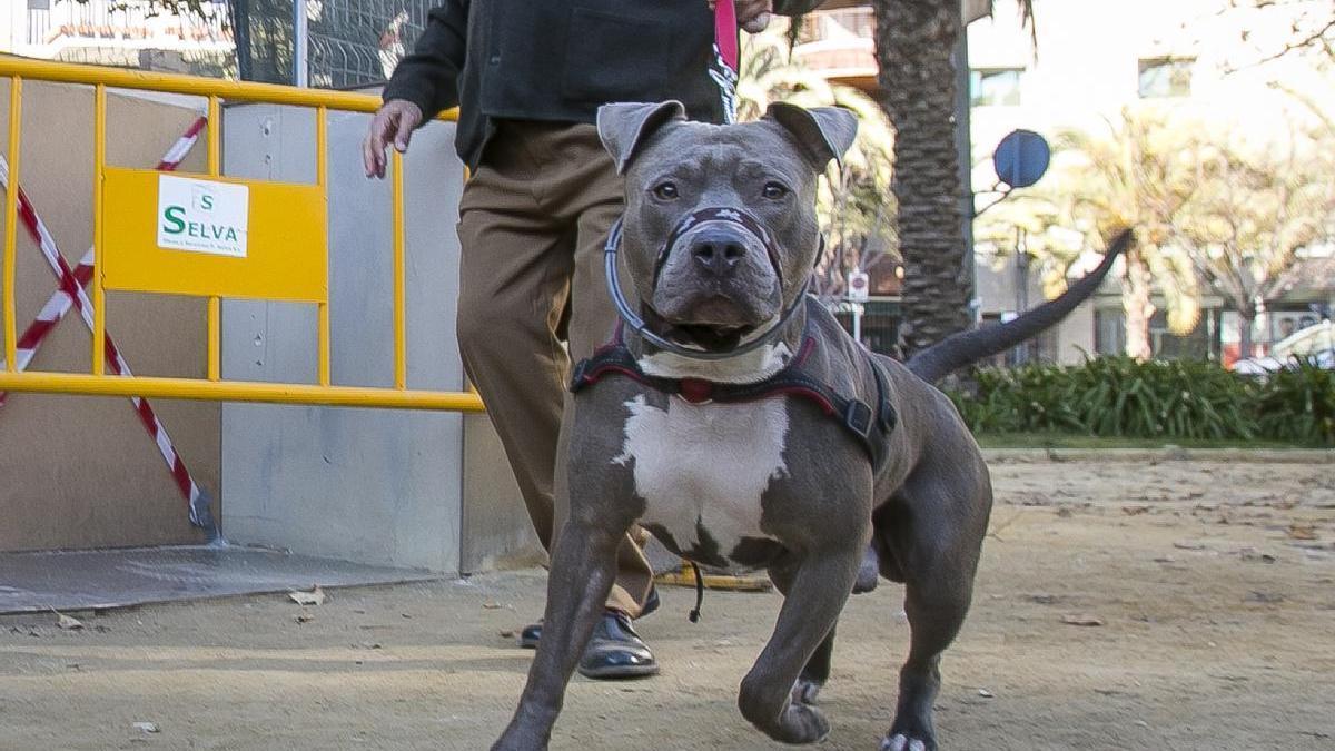 Un hombre pasea con un perro potencialmente peligroso.