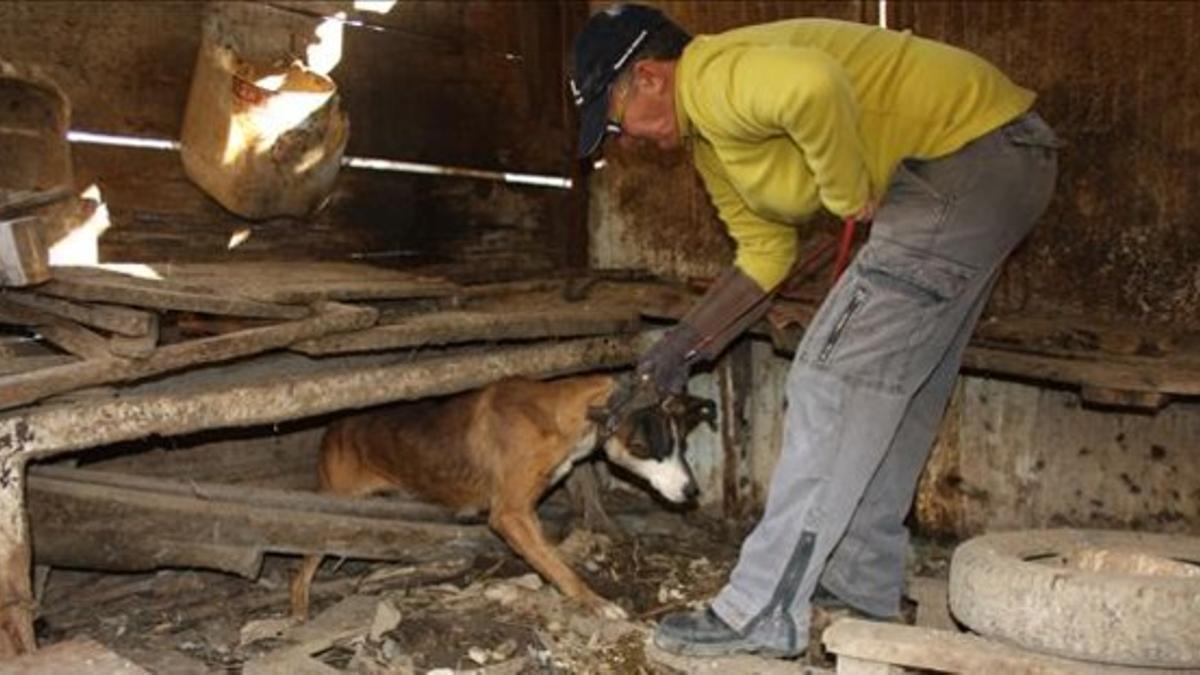Rescate de uno de los canes maltratados en Montcada
